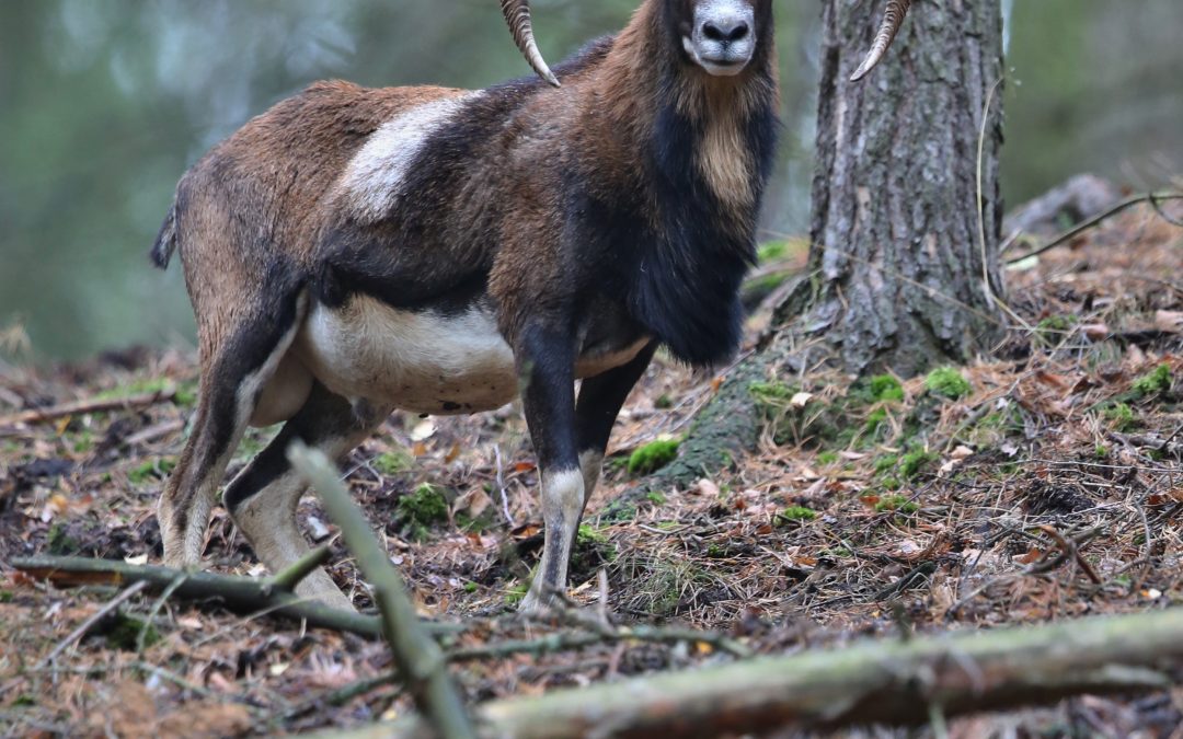 Ces animaux qui n&rsquo;existent qu&rsquo;en Corse