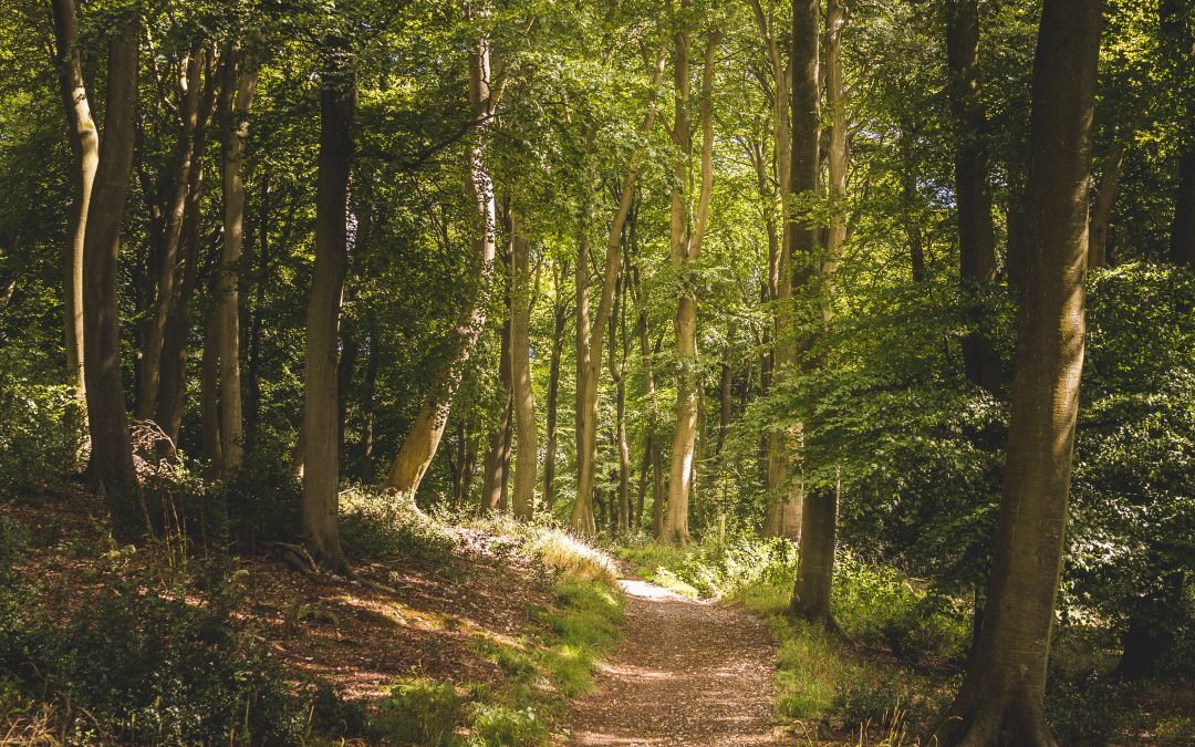 Top 5 des forêts corses à visiter en automne